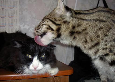 九游在线玩-_猛兽运动会：传统民俗与运动的融合_，运动猛兽主题公园