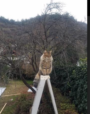 _运动员的复健之路：走出伤病阴影再出发_，运动员康复训练方法