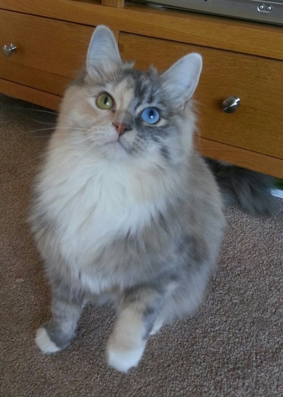 中国足球海外比赛交流活动频繁增多，中国足球国外